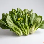 Rau cải