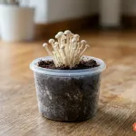 Cách trồng nấm kim châm tại nhà từ gốc: hướng dẫn chi tiết và lưu ý