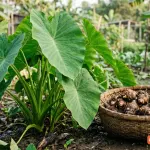Cây khoai môn: Nguồn gốc, đặc điểm thực vật, cách chăm sóc và chế biến an toàn